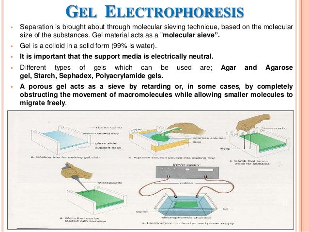 Zone Electrophoresis. Chromatographic and Electrophoretic Techniques